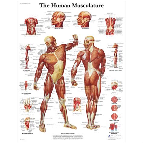 Figure 1 shows a forearm holding a book and a schematic diagram of an analogous many lever systems in the body have a mechanical advantage of significantly less than one, as many of our muscles are attached close to joints. Human Muscle Chart | Human Muscle Poster | Human ...