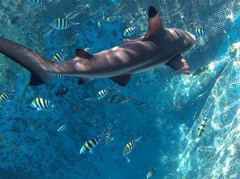 Rumah apung banyuwangi bangsring underwater wisata alamat makan desain bansring foto gambar pantai letak biaya lokasi ke terapung jalan menuju tiket masuk peta pondok rogojampi rute snorkeling kabupaten bunder jawa timur. Snorkeling bersama Hiu Di Pantai Bangsring, Banyuwangi ...