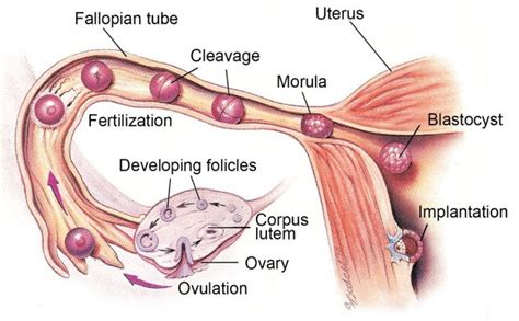 Maybe you would like to learn more about one of these? كيف تحدث الدورة الشهرية , طريقة نزول دم الحيض - عالم ستات