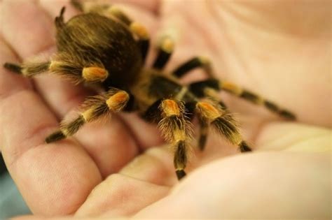 We have a wide variety of exotic tarantulas for sale. 5 Reasons Why You Should Keep A Tarantula As A Pet
