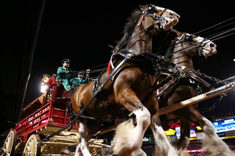 The red and white sweater. Our 5 Favorite Budweiser Clydesdale Super Bowl Commercials