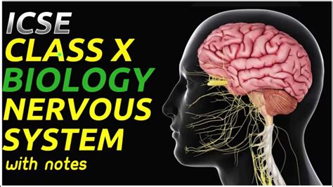 It controls everything from a sneeze to the rate of your heartbeat. ICSE Class 10 Nervous System Biology Part 1 - YouTube