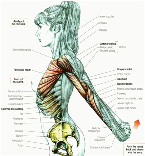 The head of an old man; 29 best images about Muscle System on Pinterest | Crests ...