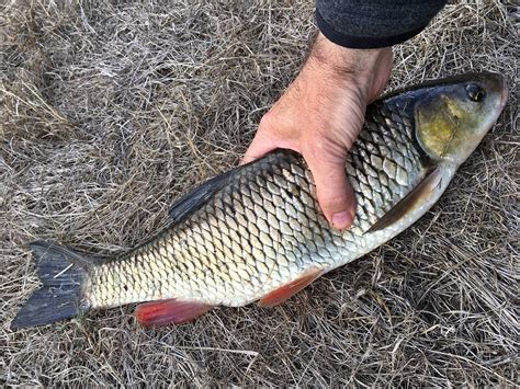 Also ich persönlich würde mit den bodenbewohnenden fischen beginnen. Angeln im November | Angeln, Fische angeln, Karpfen angeln