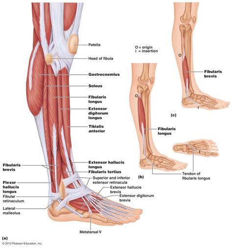 Elizabeth quinn is an exercise physiologist, sports medicine writer, and fitness consultan. Anatomy Of Lower Leg Muscles Lower Leg Muscle Anatomy ...