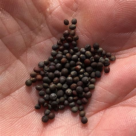 The formation of the seed is part of the process of reproduction in seed plants, the spermatophytes. Vegetable Seed Suppliers in Australia - Nurseries Online