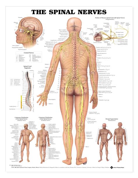 The muscles of the lower back help stabilize, rotate, flex, and extend the spinal column, which is a bony tower of 24 vertebrae. Human Spinal Nerves Anatomical Chart - Anatomy Models and ...