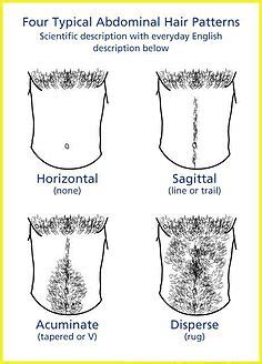 Men's short haircuts for thick hair. Abdominal hair - Wikipedia