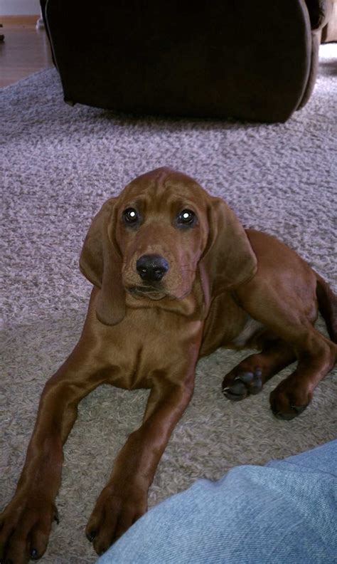 Redtick, however, is the predominant color, which is why these dogs are. Redbone coonhound puppy | Coonhound puppy, Redbone coonhound, Coonhound
