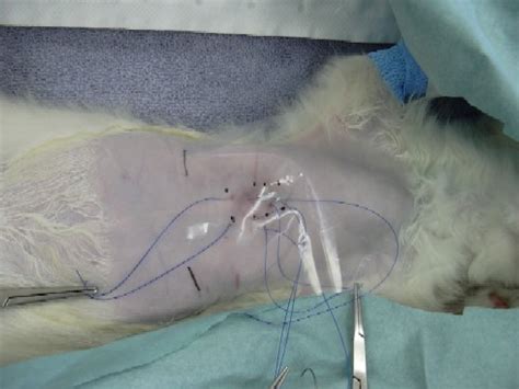 The degree to which you can do something about. Animal Surgical Center of Michigan - Veterinarian in Flint, MI