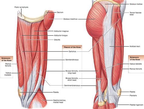 The medialis is the muscle that the sartorius wraps behind before it comes back around to the side of the tibia. Muscle Anatomy - Skeletal Muscles - Groin Muscles - Calf ...