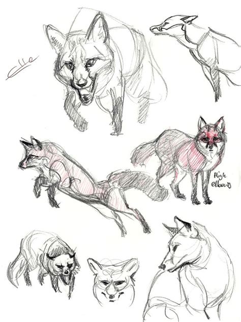 Animals are not exactly my strong suit, but i have draw some wolves, and cats on occasion. #reference #foxes #from #morefoxes from reference ...# ...