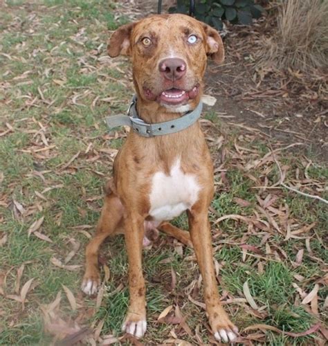 Start your adoption journey online. Meet Phoenix Phoenix is a very energetic and loving dog ...