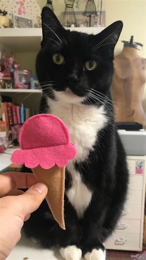 Who doesn't like cherries in some form or fashion? National Ice Cream Month: Can Cats Eat Ice Cream? Is Ice ...