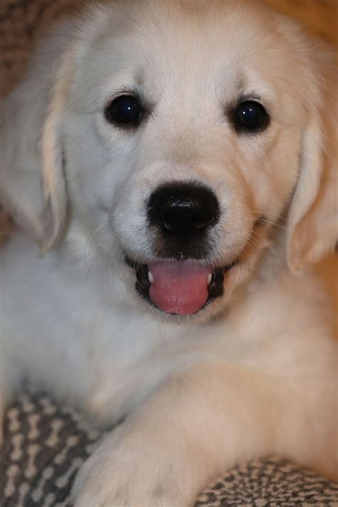View our available golden retriever puppies online. Breed: Golden Retriever Gender: Female Registry: AKC ...