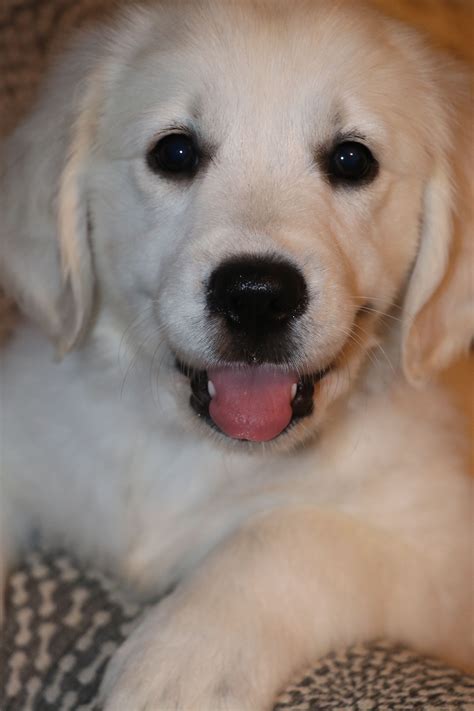 Golden retriever puppies and dogs in oklahoma cities. Golden Retriever Puppies Indiana Cheap - Animal Friends