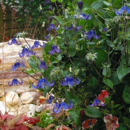 Maybe you would like to learn more about one of these? Clematis integrifolia Baby Blue - Friedrich M. Westphal ...