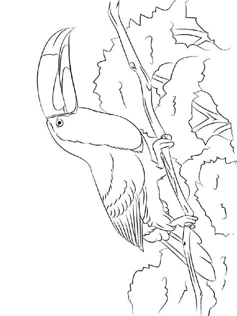 Perched toucan coloring page free printable coloring pages. Ausmalbilder Tukan - Malvorlagen Kostenlos zum Ausdrucken