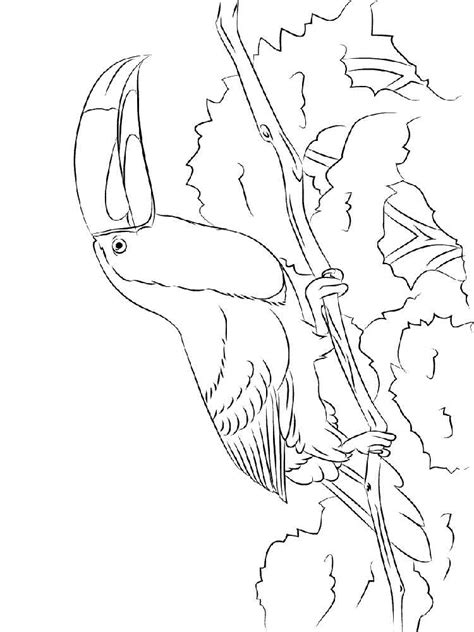 Perched toucan coloring page free printable coloring pages. Ausmalbilder Tukan - Malvorlagen Kostenlos zum Ausdrucken