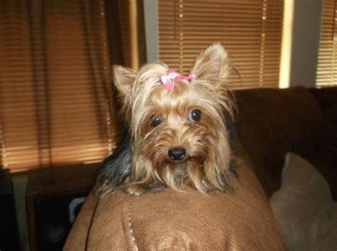 Here are some guidelines for potty training older dogs. Yorkie Female 18 months old completly potty trained 4.8lbs ...