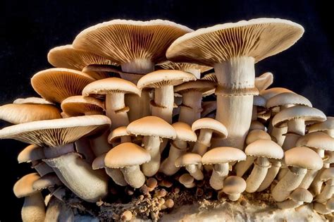 The Definitive List Of Reasons Why Mushrooms Are Completely Disgusting
