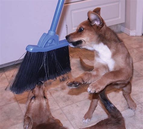 What are some of the side if this is your very first puppy, then you may feel a bit anxious that you've already failed before you've even picked up your new pup, but fear not. Parvo strikes, despite shots as puppy - OkotoksToday.ca