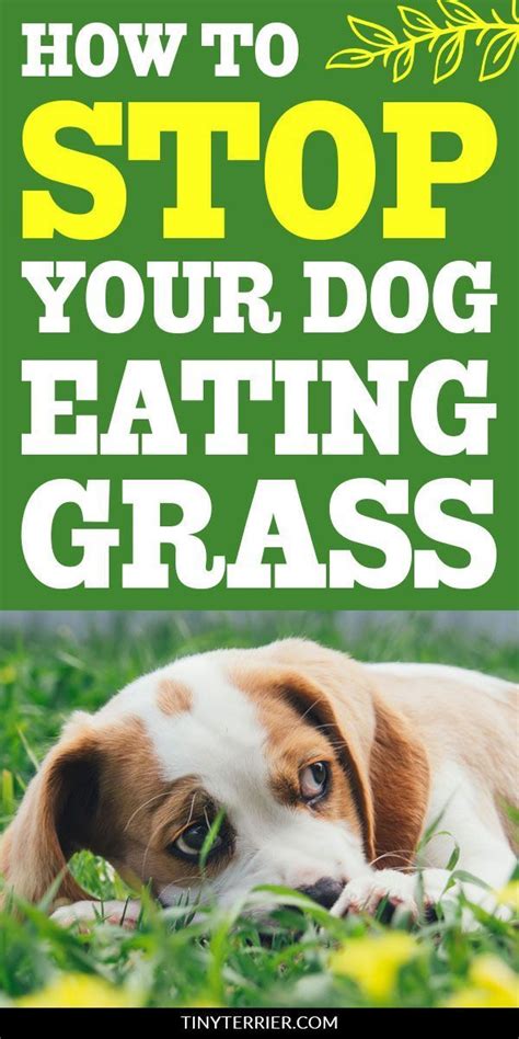 This could be because they ate something bad already, which is causing nausea or other stomach discomforts. Why Does my Dog Eat Grass? Is it Dangerous | Dogs eating grass, Dog eating, Dog care tips