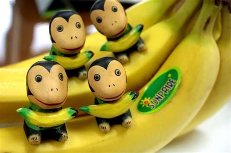 Jika sangat menyukai pisang, anda bisa menanam sendiri pohonnya di rumah. Banana Sunpride! Premium Product :) (Dengan gambar) | Buah