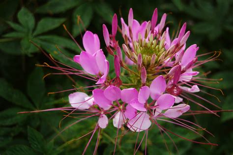 For same day deliveries, orders must be placed before 2:00 pm et. Cleome 'Violet Queen'. Spider Flower. Half Hardy Annual ...