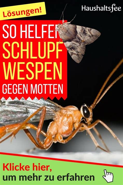 Fast jeder hat die kleinen insekten, die zu den schmetterlingen / nachtfaltern gehören, schon gesehen.alleine im mittleren teil von europa gibt es mehrere hundert arten, allerdings kommen die meisten motten nicht ins haus, bzw. Erfahre hier, wie du Schlupfwespen gegen Motten einsetzen ...