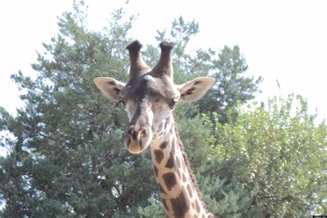 We did not find results for: Calgary Zoo Giraffe: Crosby Finds A New Home