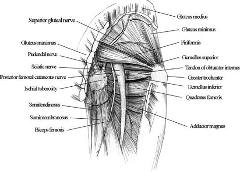 The leg muscles are organized in 3 groups: Upper Leg Muscles And Tendons / The tensor fasciae latae muscle is located toward the front of ...