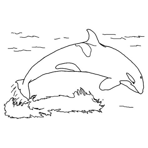 Orca the killer whale coloring page. Pin on Whale Coloring Page