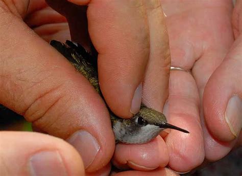 Hummingbirds are birds native to the americas and constitute the biological family trochilidae. Peoria Audubon Society - Photo Gallery - 2008 Hummingbird ...