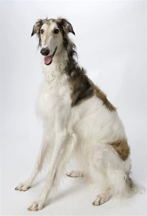 The ultimate borzoi breed guide. Borzoi hunden kaldes også for Russisk Ulvehund