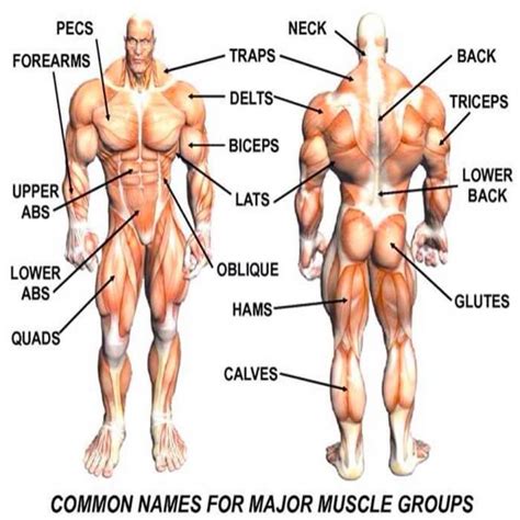 This is a table of skeletal muscles of the human anatomy. Major Muscle Group Names - Healthy Fitness Tips Tricks ...