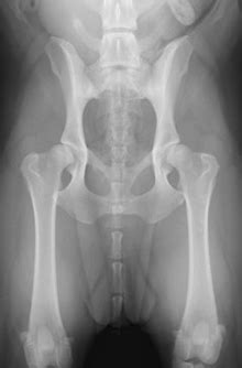 They can include swelling, lameness, and joint or bone pain. Lap of Love Veterinary Hospice: Arthritis and Bone Cancer ...