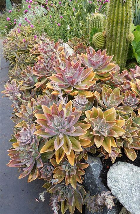 We did not find results for: Graptoveria Fred Ives | Succulent landscape design ...