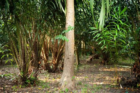 Big agarwood heartwood tree in rainforest koh lanta, mu ko lanta national park, thailand, southeast asia. Best Agarwood Tree Stock Photos, Pictures & Royalty-Free ...