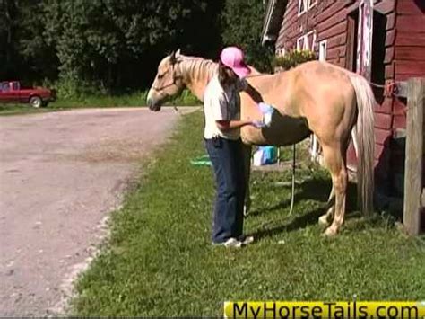 Smegma can accumulate in the depression at the end of the penis, called the. Sheath cleaning tips on horses! - YouTube
