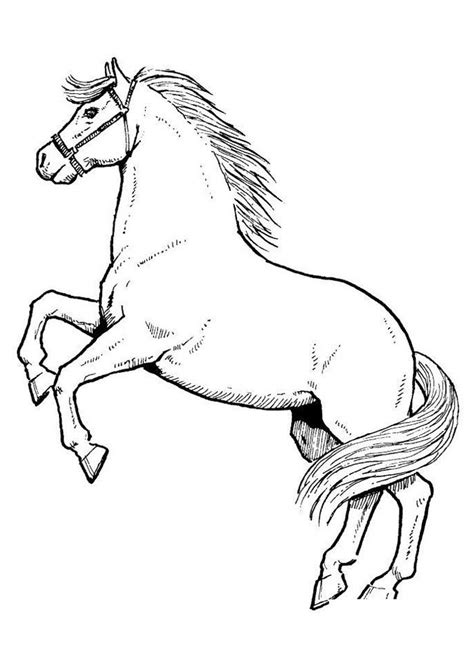 Hier findest du 21 kostenlose ausmalbilder zum thema pferde. 85 Ausmalbilder Pferde | Coloring Pages