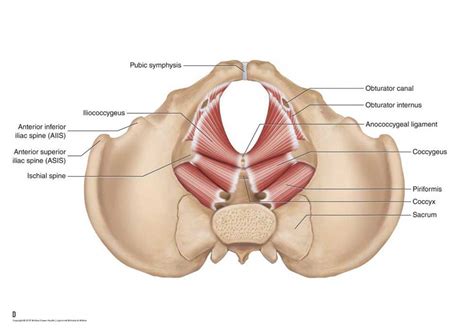Located between the cervical and. Anatomy Pictures Of Lower Back And Hip / Get Neck And ...