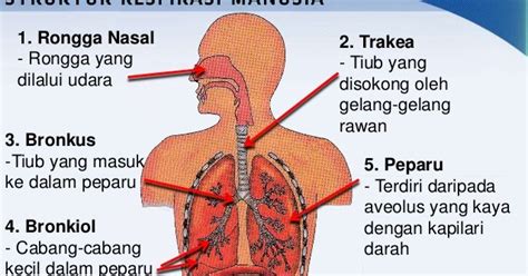 Maybe you would like to learn more about one of these? tentang kami: Respirasi bab 1 form 3