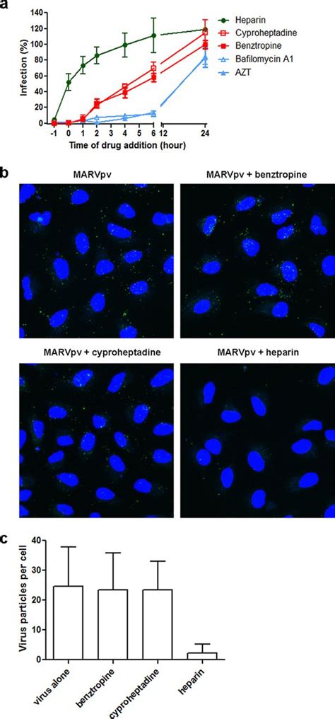 Diagram showing how gene transfer facilitates the spread of drug resistance. Benztropine and cyproheptadine inhibit pseudotyped Marburg ...