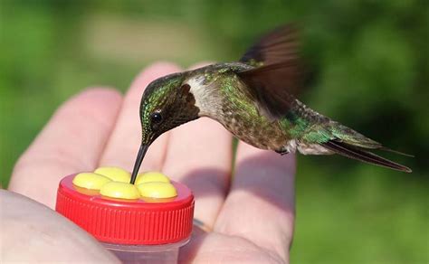 Maybe you would like to learn more about one of these? Nectar Dots Handheld Hummingbird Feeder Red/Yellow 10/Pack