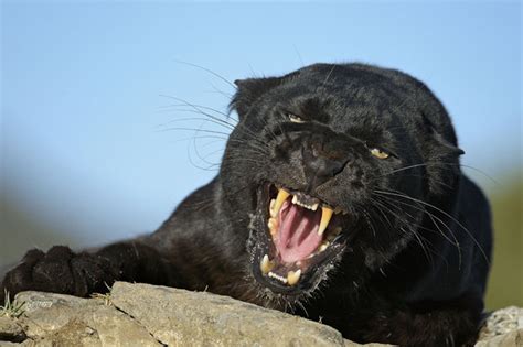 That excludes the cheetah, snow leopard and cougar which are not. Beast of Bodmin mystery solved: Pumas HAVE been roaming ...