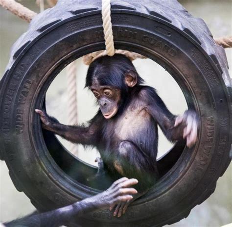 Chimpanzees the playful pair are one of 60 bonobos at lola ya bonobo sanctuary in the democratic republic of congo. Neue Bonobo-Affen im Kölner Zoo - WELT