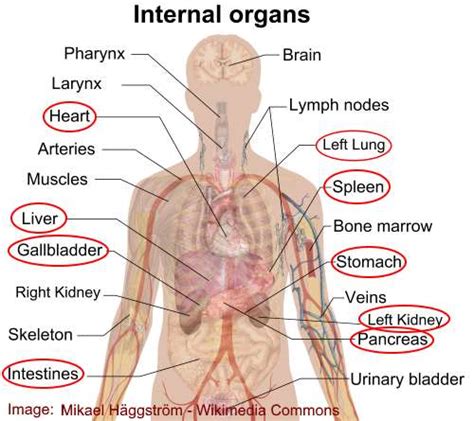 There are twelve pairs of ribs that form the protective cage of the thorax. Anatomy Between Hip Lower Ribcage In Back - Pin on Mri ...