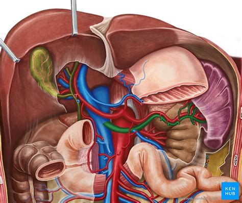 We did not find results for: Splenic vein: Anatomy, tributaries, drainage | Kenhub