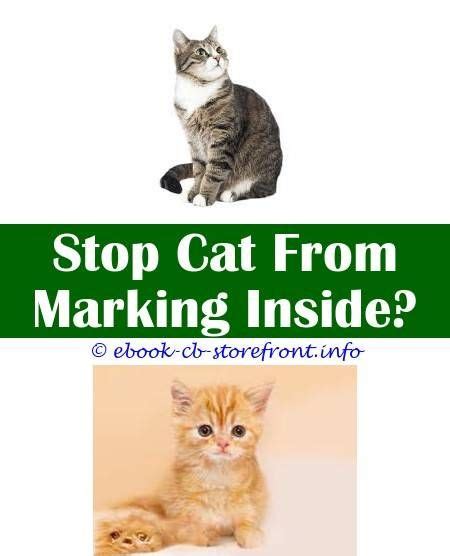 Male cats, whether they're intact or neutered, have some interesting, if sometimes puzzling, behaviors. 3 Peaceful Clever Tips: Cat Block Spray cat started ...